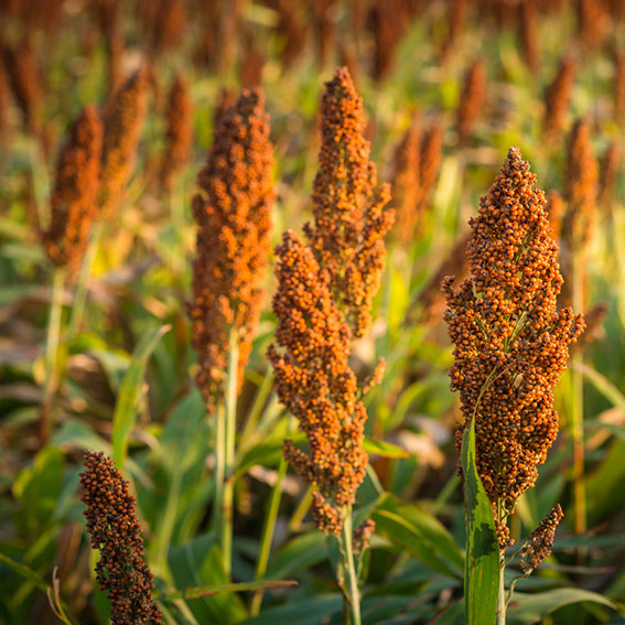 Canadian Organic Standards (COS) sorghum, European organic standard EC sorghum, German naturland organic standard EC sorghum, Korean organic standard sorghum, Japanese organic standard JAS sorghum, Biosuisse organic standard Chain Monitor (SCM) sorghum, Chinese organic standard COFCC sorghum, National Organic Program (NOP) sorghum.