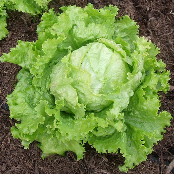 Canadian Organic Standards (COS) lettuce, European organic standard EC lettuce, German naturland organic standard EC lettuce, Korean organic standard lettuce, Japanese organic standard JAS lettuce, Biosuisse organic standard Chain Monitor (SCM) lettuce, Chinese organic standard COFCC lettuce, National Organic Program (NOP) lettuce.